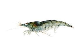 Fresh Water Shrimp